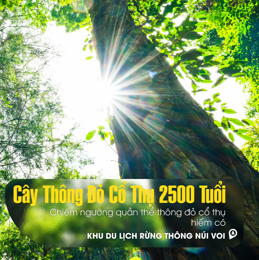 khu du lịch rừng thông núi voi